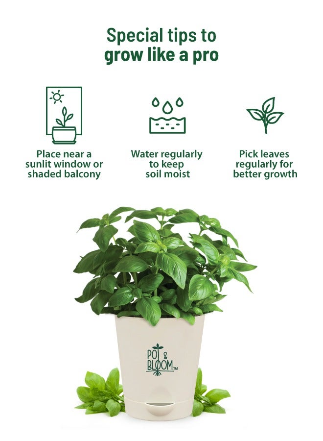 POT & BLOOM Pot And Bloom Home Gardening Kit - Basil Plant. Herbs in Your Own Balcony: Organic Basil Plant Kit with Basil Seeds, Pot, Sprays & Gardening Soil. Have Fresh Italian Basil. Fresh Basil For Any Recipe  - Image 5