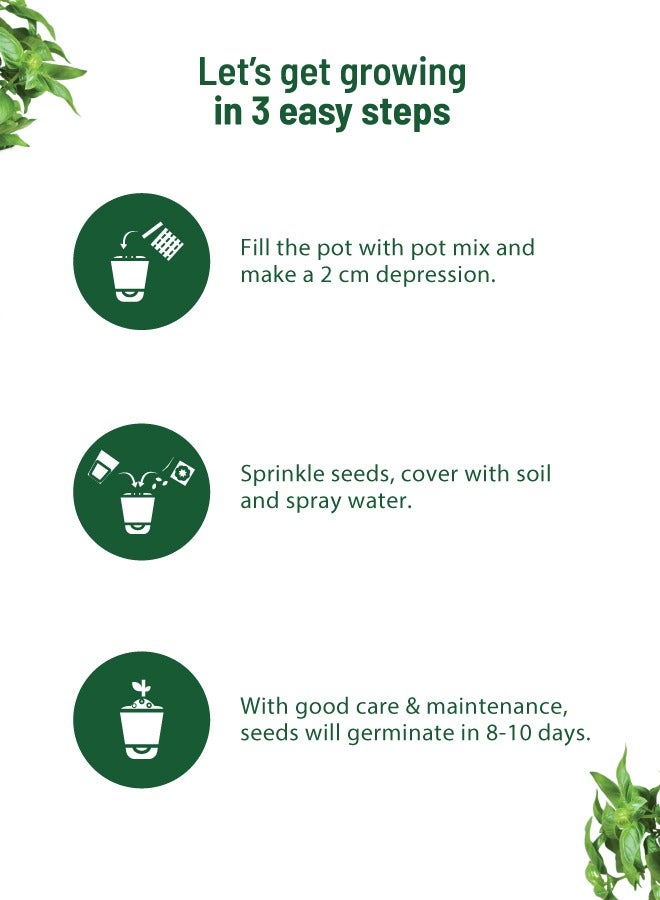 POT & BLOOM Pot And Bloom Home Gardening Kit - Basil Plant. Herbs in Your Own Balcony: Organic Basil Plant Kit with Basil Seeds, Pot, Sprays & Gardening Soil. Have Fresh Italian Basil. Fresh Basil For Any Recipe  - Image 3