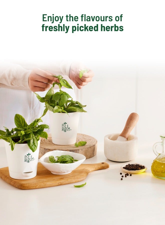 POT & BLOOM Pot And Bloom Home Gardening Kit - Basil Plant. Herbs in Your Own Balcony: Organic Basil Plant Kit with Basil Seeds, Pot, Sprays & Gardening Soil. Have Fresh Italian Basil. Fresh Basil For Any Recipe  - Image 4
