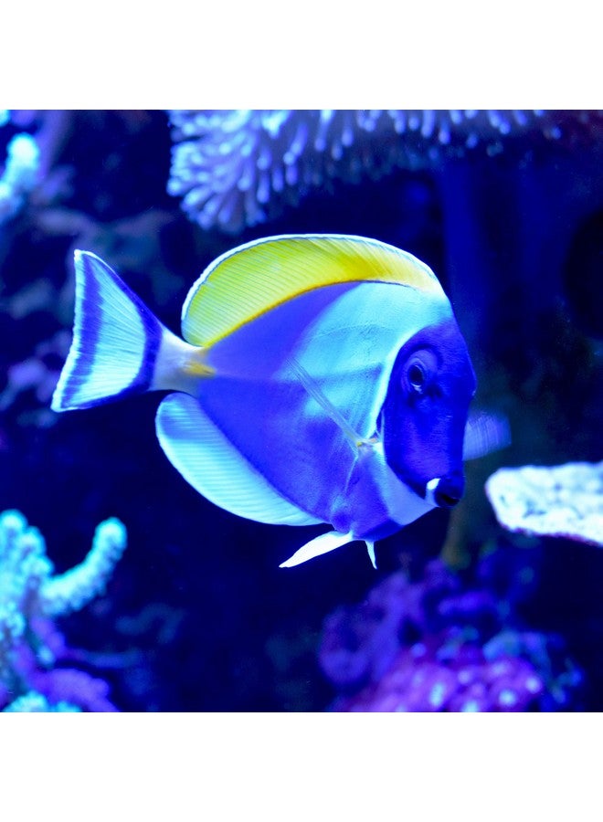 سي تشيم محلول سائل بحري، 4 لتر / 1 جالون سائل. - Image 3