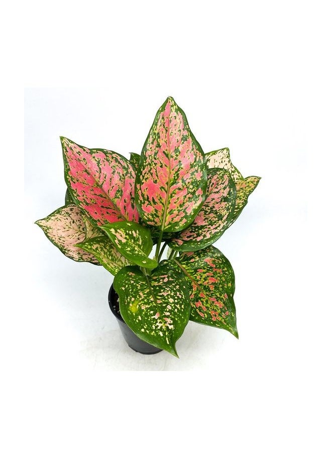 Aglaonema Rubyray - pzsku/Z8F2D98C246FF55491EF6Z/45/_/1723210256/a86d23d2-cba1-477f-93e4-7a951b6e95b1