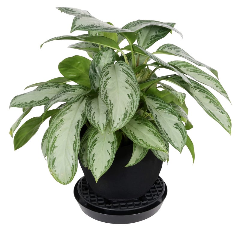 Gro Pro NX Level Pot Elevator - 13 in (50/Cs) (725675) - Image 2