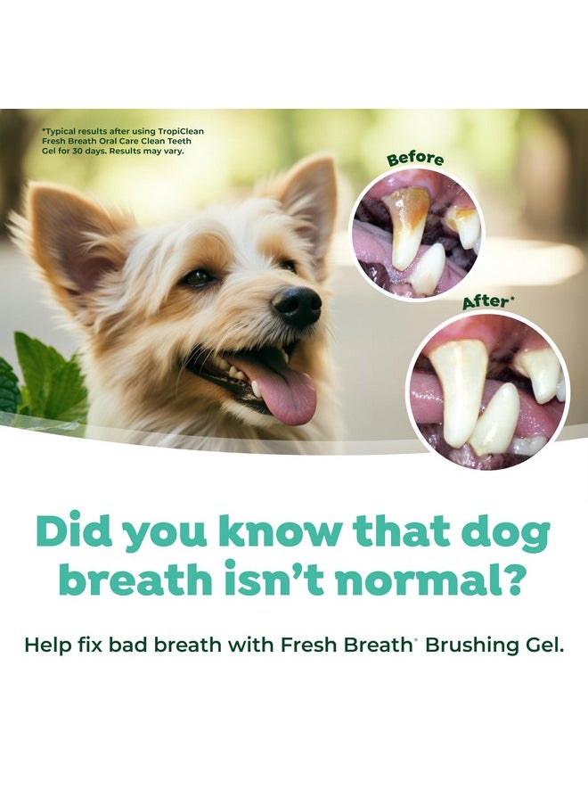 TropiClean - TropiClean Oral Care Brushing Gel for Dogs & Cats| Dog Toothpaste | Pet Dental Gel | Dog Teeth Cleaning Use with Pet Toothbrush | 2 oz - Image 1