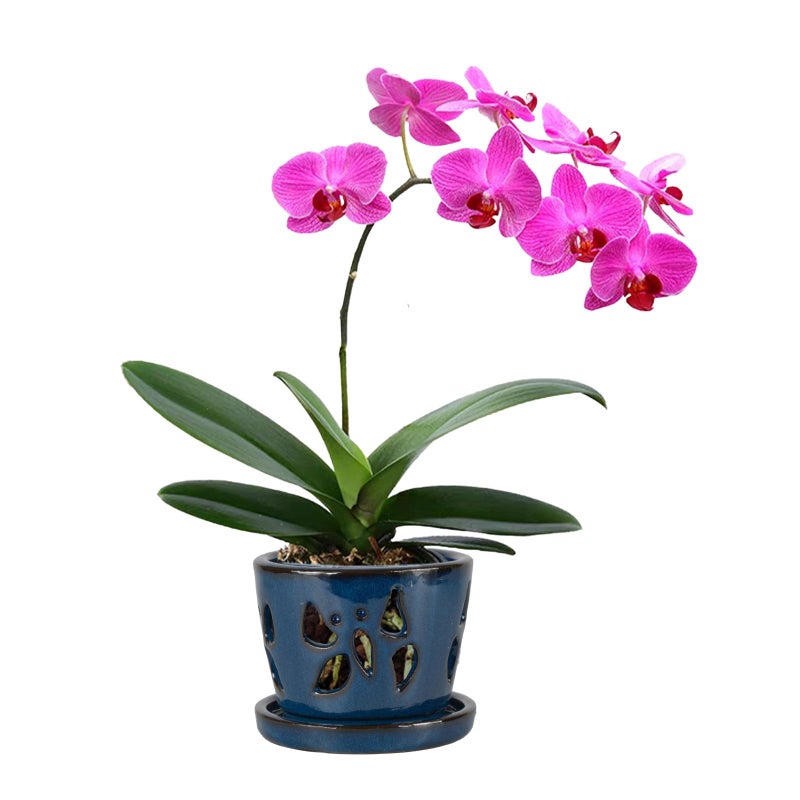 WW Orchid Pot with Holes and Saucer for Repotting Blue 5 Inches
