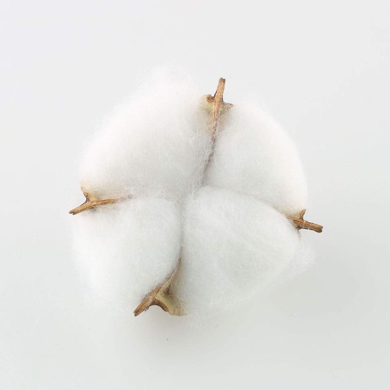 Tegg Cotton Boll 20PCS Natural White Cotton Balls Dried Cotton Pods for Crafting Farmhouse Style - Image 3