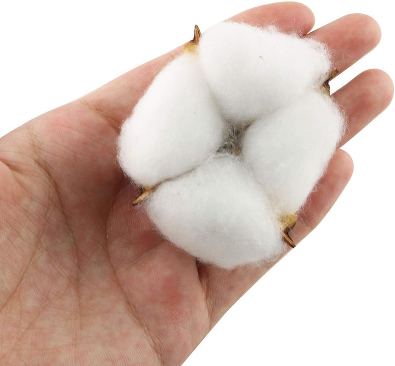 Tegg Cotton Boll 20PCS Natural White Cotton Balls Dried Cotton Pods for Crafting Farmhouse Style - Image 2