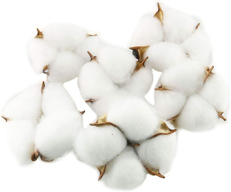 Tegg Cotton Boll 20PCS Natural White Cotton Balls Dried Cotton Pods for Crafting Farmhouse Style - Image 1