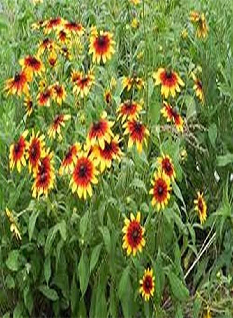 جي جوت زهرة الأقحوان المجيدة (رودبيكيا هيرتا غروب الشمس) - 200 بذرة - Image 2