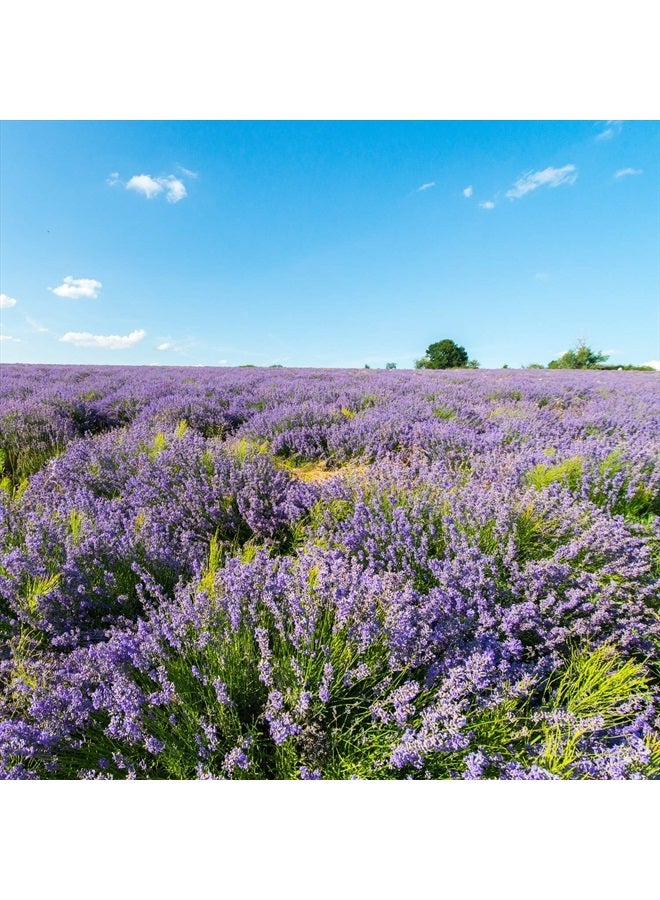 Weleda Aroma Relax - Gel de Ducha Cremoso 200 ml - Image 5