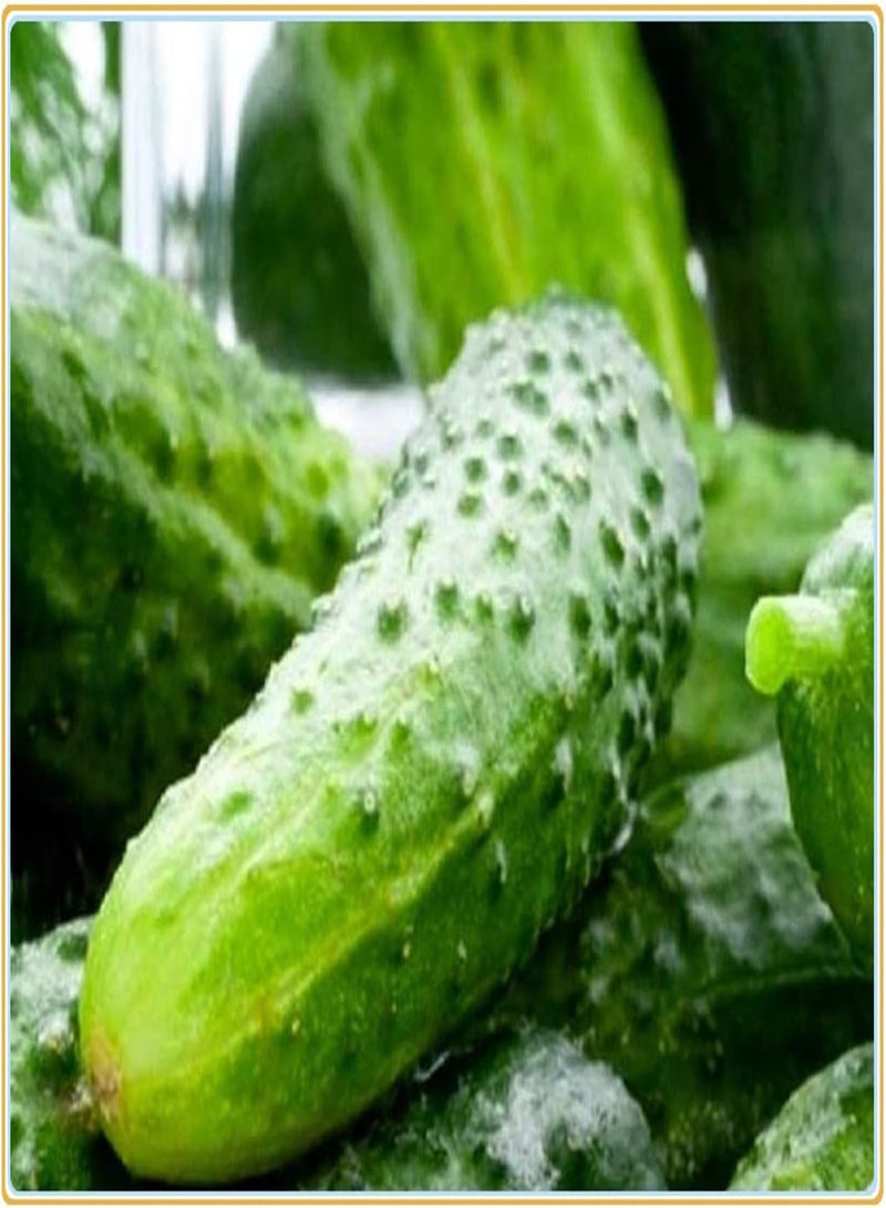 GGOOT Cucumber Seeds, Plant Your own Cucumbers, Delicious and Simple to plant-100Pcs - Image 1