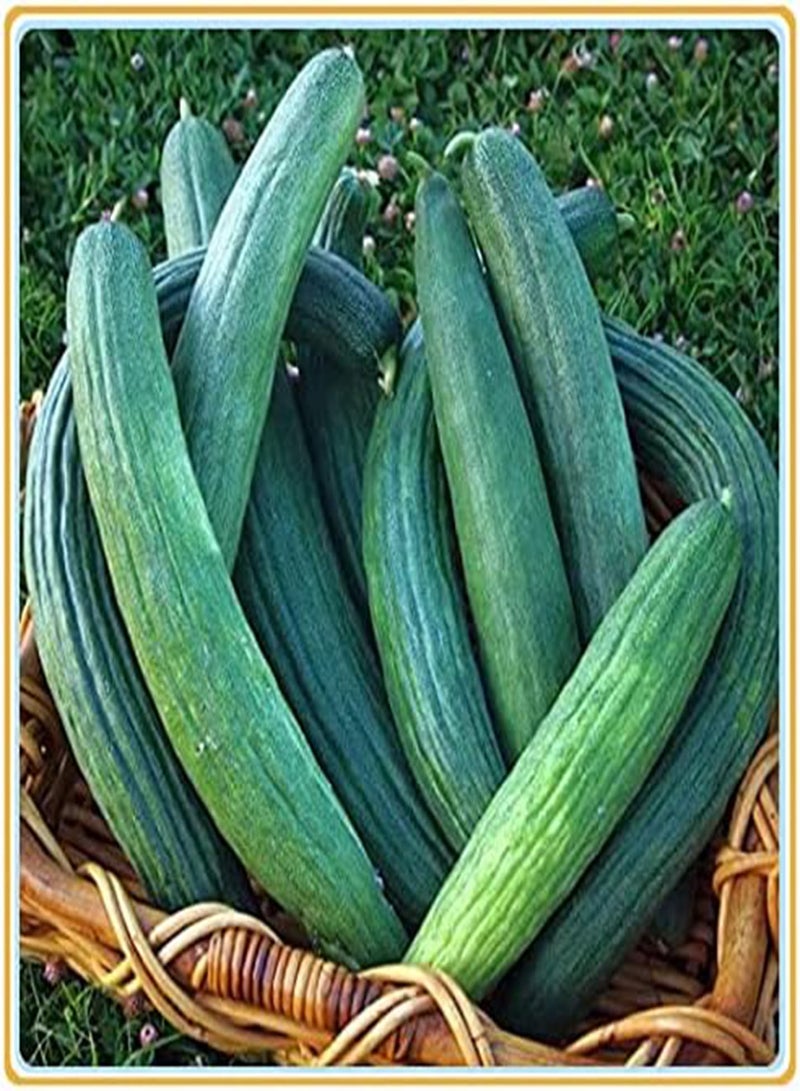 GGOOT Cucumber Seeds, Plant Your own Cucumbers, Delicious and Simple to plant-100Pcs - Image 3