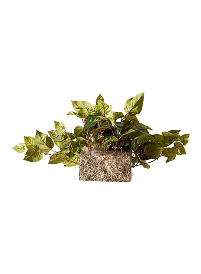 نيرلي ناتشورال نبات بوثوس مناسب للوضع على الرف - Image 2