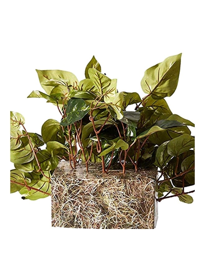 نيرلي ناتشورال نبات بوثوس مناسب للوضع على الرف - Image 4