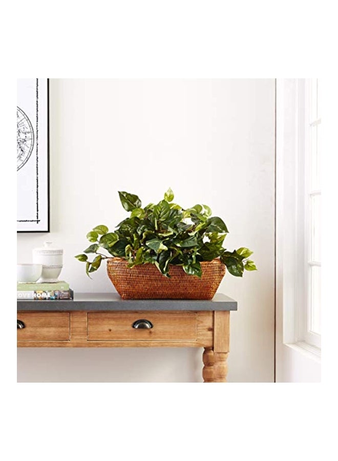 نيرلي ناتشورال نبات بوثوس مناسب للوضع على الرف - Image 3