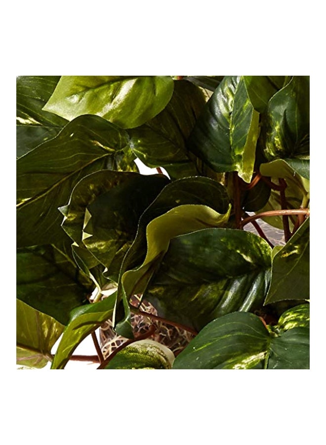 نيرلي ناتشورال نبات بوثوس مناسب للوضع على الرف - Image 5