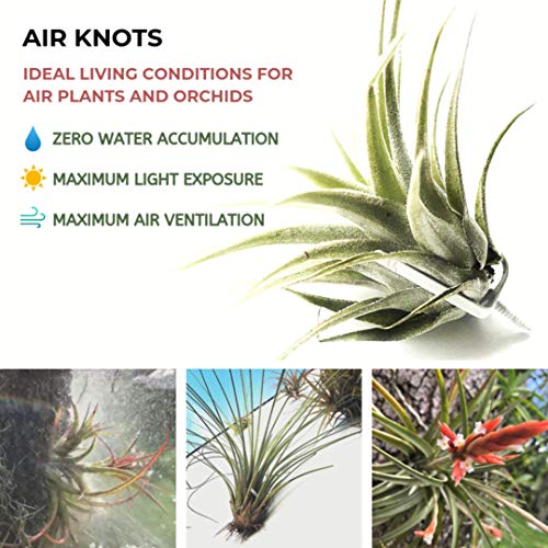 ArtAK Wall Planter Set of 5. Air Plant Holder Orchid Mount Plant Hook | Air Knots S5 - Image 2