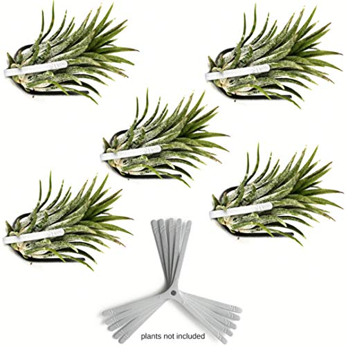 ArtAK Wall Planter Set of 5. Air Plant Holder Orchid Mount Plant Hook | Air Knots S5 - Image 1