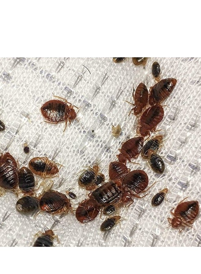 PILARKING Pilarking Bed Bugs& Cockroaches Killer Powder 100g  - Image 2