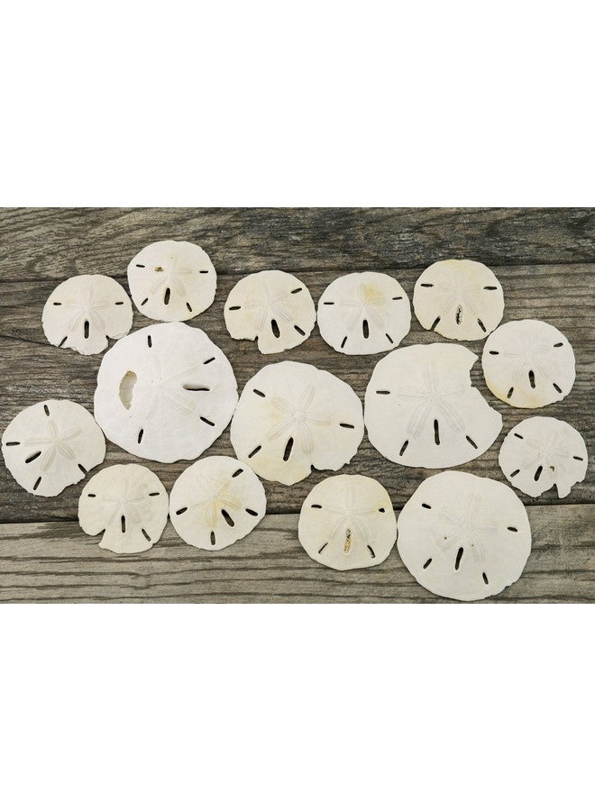 Nautical Crush Trading Sand Dollar ; 2"3 1/4" Imperfect Sand Dollars ; 15 Defective Real Sand Dollars ; Flawed Quality Sand Dollars ; Seashell Wedding ; Sand Dollars For Crafts ; Plus Free Nautical Ebook By Joseph Rains - Image 4