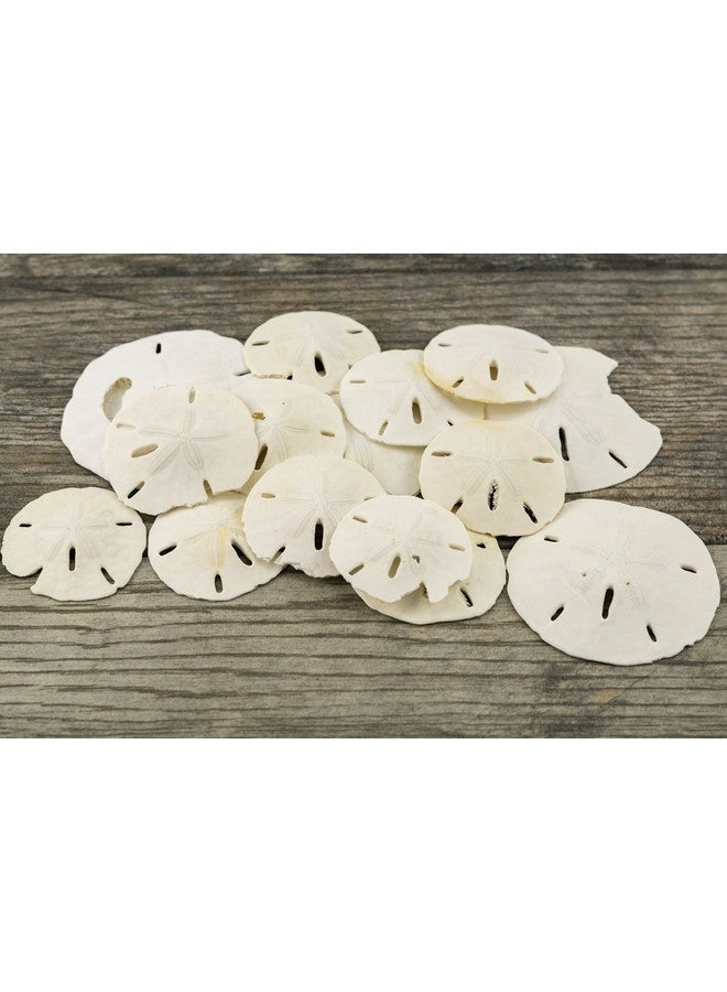 Nautical Crush Trading Sand Dollar ; 2"3 1/4" Imperfect Sand Dollars ; 15 Defective Real Sand Dollars ; Flawed Quality Sand Dollars ; Seashell Wedding ; Sand Dollars For Crafts ; Plus Free Nautical Ebook By Joseph Rains - Image 5