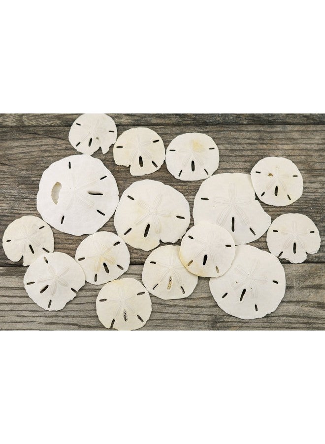 Nautical Crush Trading Sand Dollar ; 2"3 1/4" Imperfect Sand Dollars ; 15 Defective Real Sand Dollars ; Flawed Quality Sand Dollars ; Seashell Wedding ; Sand Dollars For Crafts ; Plus Free Nautical Ebook By Joseph Rains - Image 2