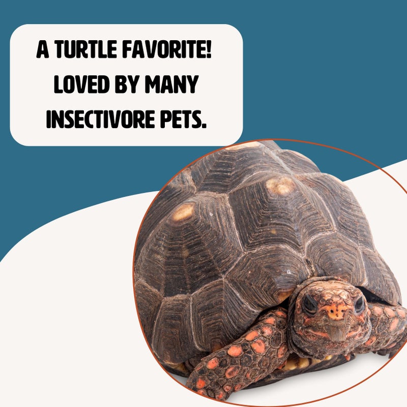 Fluker's Freeze Dried Insects - 1oz - River Shrimp, Turtle Shrimp, Shrimp Turtle Food, Nutrient-Rich Shrimp for Turtles, Suitable for Reptiles, Birds, Tropical Fish, Hedgehogs, Sugar Gliders - Image 4