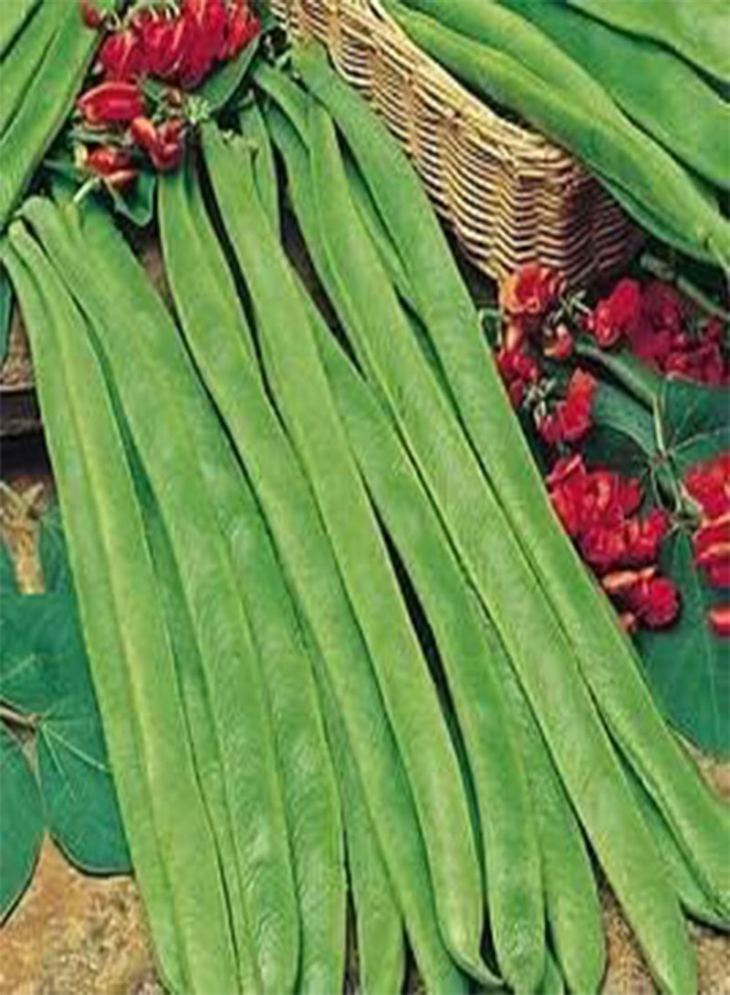 جي جوت 13 بذورًا من الفاصولياء الخضراء، أفضل أنواع الخضراوات