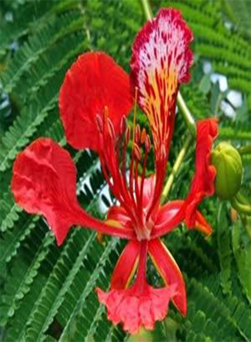 جي جوت شجرة البونسيانا الملكية المشتعلة ديلونيكس ريجيا، 10 بذور، شحن في نفس اليوم - Image 2