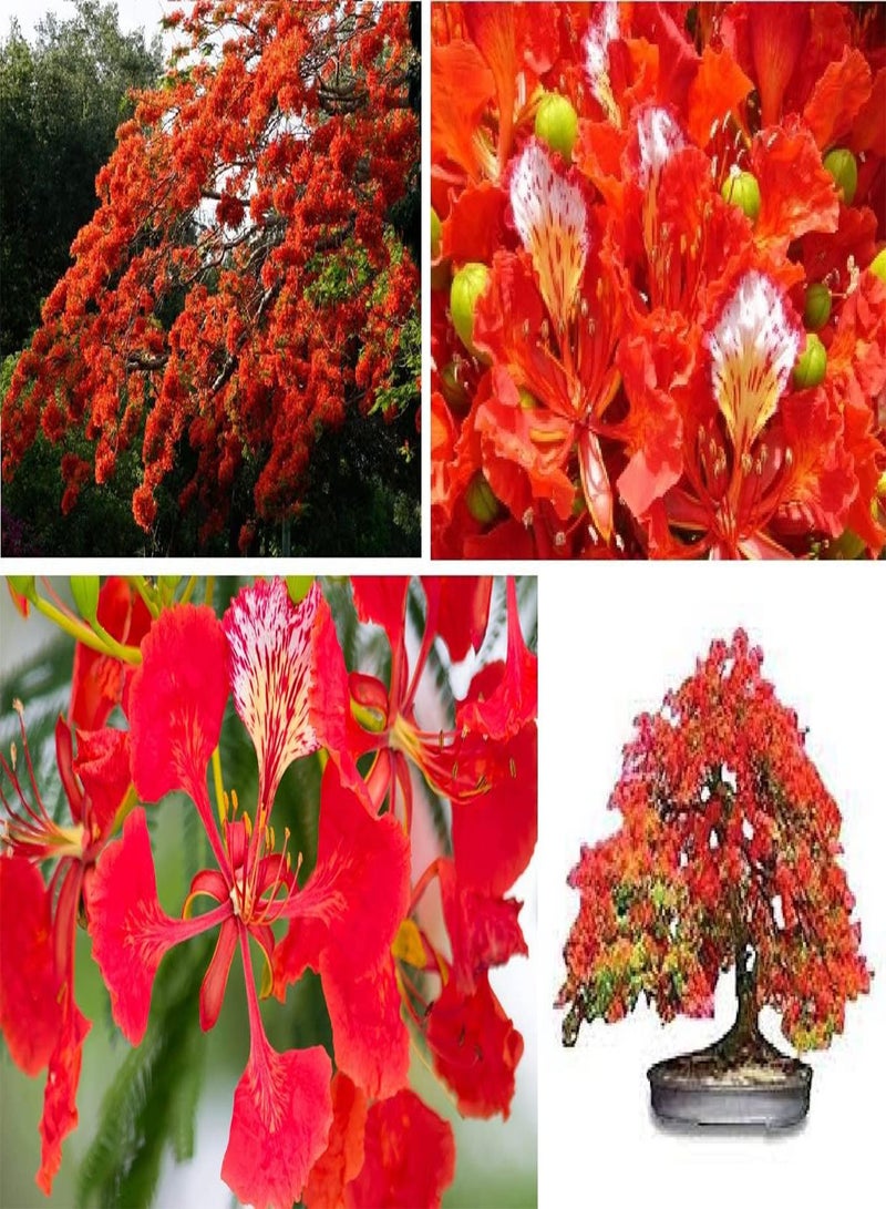 جي جوت شجرة البونسيانا الملكية المشتعلة ديلونيكس ريجيا، 10 بذور، شحن في نفس اليوم - Image 1