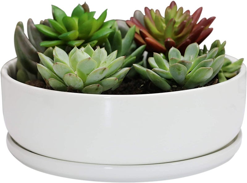 SQOWL 8 inch White Round Ceramic Succulent Planter Pot Modern Flower Cactus herb Big Planter with Removable Saucer Indoor or Outdoor - Image 1