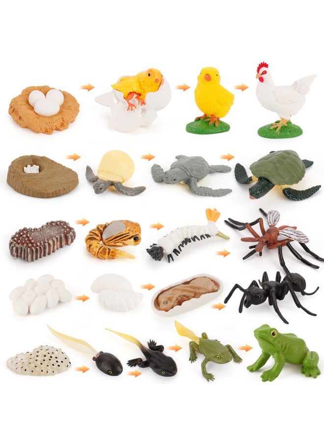 Generic - Simulation Animal Model Chicken Duck Goose Butterfly Turtle Frog Growth Cycle Montessori Teaching Aids Hand-made Ornaments-Color:PL127-2494 Python Cycle Suit 149g - Image 1