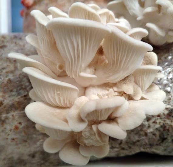 Gachwala Oyster Mushroom Growing Kit for Home | Complete Mushroom Growing Kit with Spawn, Straw Substrate, PP Grow Bags, Spray Bottle & Manual | Easy Indoor Mushroom Kit for Beginners - Image 3