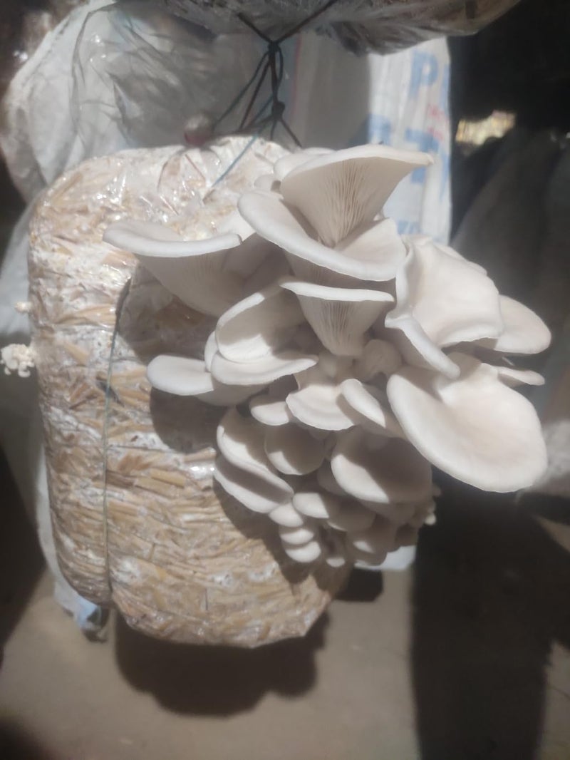 Gachwala Oyster Mushroom Growing Kit for Home | Complete Mushroom Growing Kit with Spawn, Straw Substrate, PP Grow Bags, Spray Bottle & Manual | Easy Indoor Mushroom Kit for Beginners - Image 2