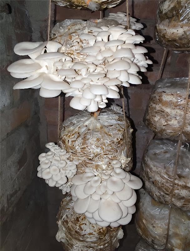 Gachwala Oyster Mushroom Growing Kit for Home | Complete Mushroom Growing Kit with Spawn, Straw Substrate, PP Grow Bags, Spray Bottle & Manual | Easy Indoor Mushroom Kit for Beginners - Image 4