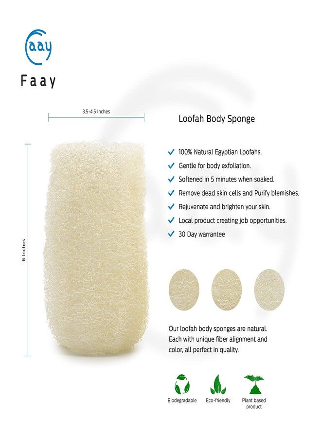FAAY 4 Pcs Premium Natural Exfoliating Loofah Sponge: 6" Eco-friendly Unbleached Luffa Body Scrubber Rejuvenating Your Skin for Men and Women. Paraben Free Bath Sponge, Shower Loofah - Image 2