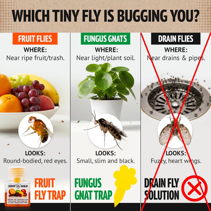 Super Ninja Fruit Fly Traps for Indoors - 4 Pack, Highly Effective Fruit Fly Catcher for Indoor Use for Home & Kitchen, Up to 3 Weeks of Performance per Bottle, Kid & Pet Friendly - Image 2