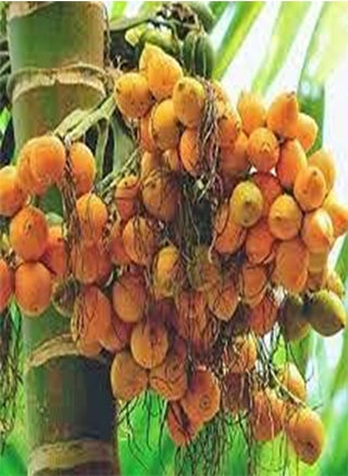 10 Areca Palm Tree Seeds - pzsku/Z8F774686C78C4C6E4A83Z/45/_/1740894995/2b02b496-1242-454a-84fd-ba853fc662da