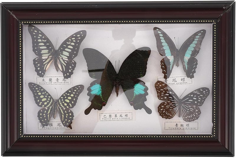 Arabest Butterfly Specimen Shadow Box: Vintage Butterfly Display Frame - Botanical Specimen Photo Frame for Natural History Wall Art and Farmhouse Home Decor - Image 1