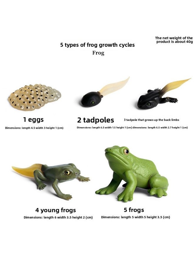 Children's Cognitive Simulation Solid Animal Model Frog Bullfrog Tree Frog Bullfrog Horn Frog Frog Frog Toad Toy Ornaments-Color:Frog Growth Cycle (5 Sets)) - Image 1