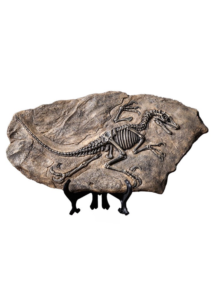 Perfii - Handcrafted Dinosaur Skeleton Model - Resin Fossils Sculpture with Realistic Details, High Durability, Low Maintainance and a Perfect Home or Office Decoration - Image 1