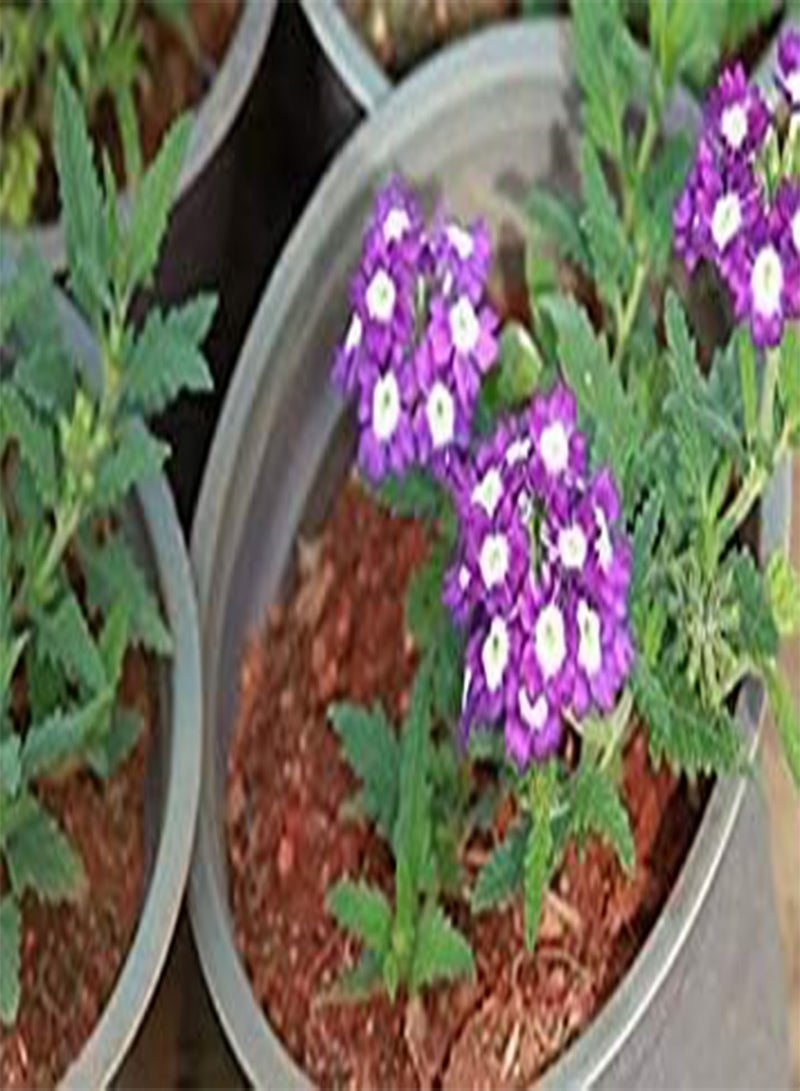 GGOOT Flower Seeds: Hastata Exotic Seeds Flower Seeds for Container Garden [Home Garden Seeds Eco Pack] Plant Seeds by