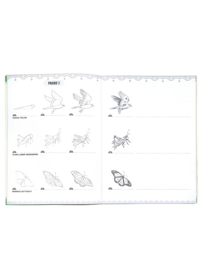 eeBoo: Learn to Draw - Bugs, Birds & Butterflies - 32 Page Activity Book & 50 Stickers Set, Fun Nature-Themed Step-by-Step Drawing & Coloring, Kids 5+ - Image 3