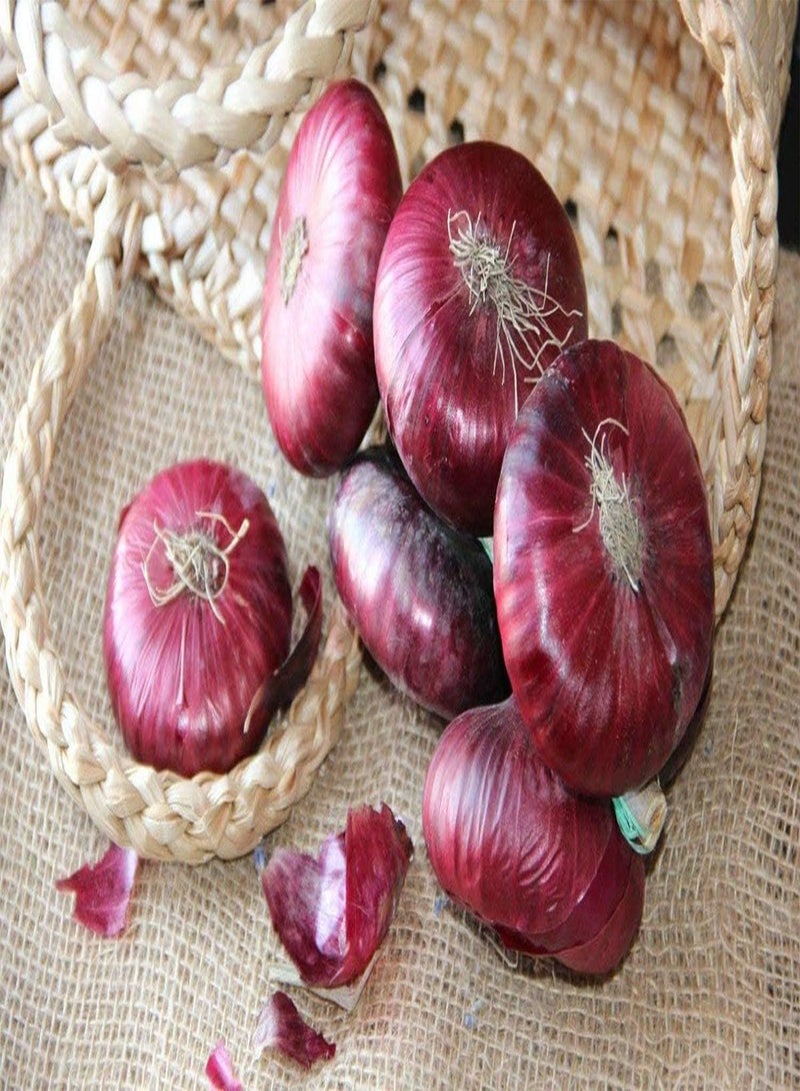 100 Pcs Onion Seeds Garden Essential Vegetable Seeds Rare Varieties of Gardening Seeds Loved by Gardeners
