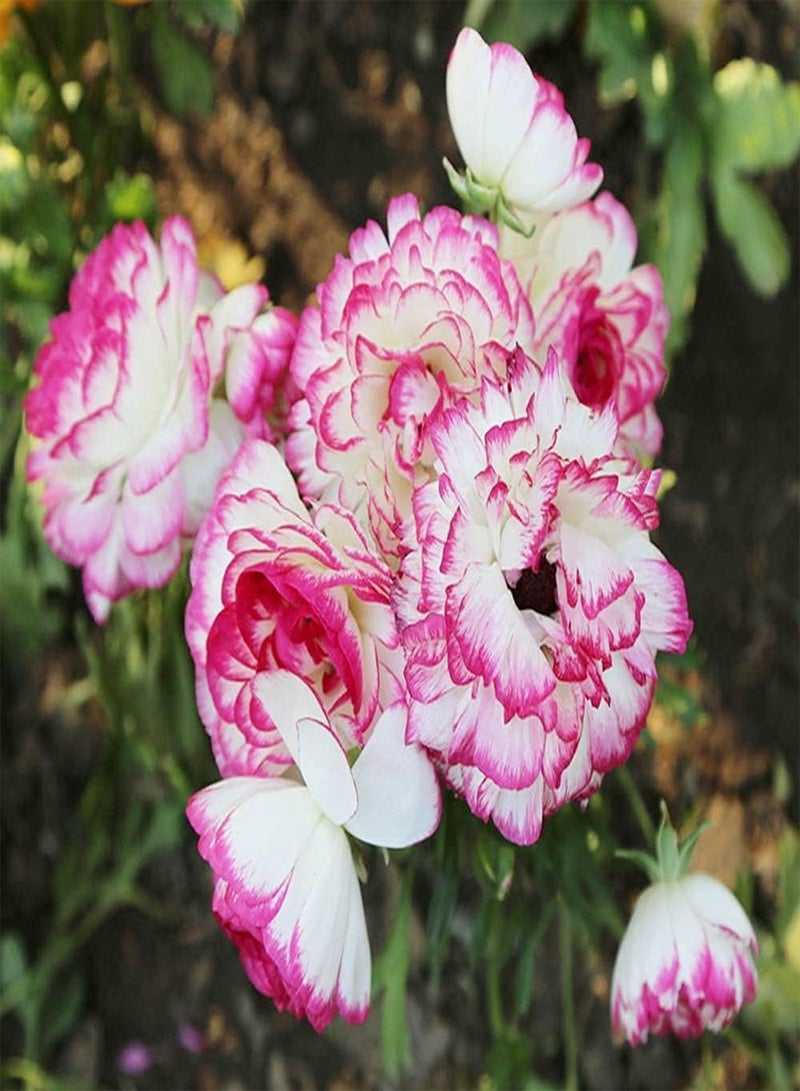 جي جوت 6 قطع من بذور زهرة الحوذان متعددة البتلات مع حدود وردية، زهرة الحوذان هي تنوع أساسي في البستنة، مجموعة واسعة من الاستخدامات، مناسبة لصنع الباقات - Image 1