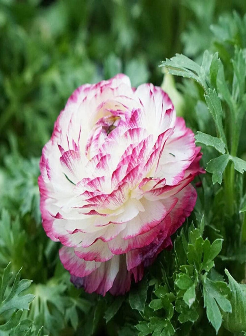 جي جوت 6 قطع من بذور زهرة الحوذان متعددة البتلات مع حدود وردية، زهرة الحوذان هي تنوع أساسي في البستنة، مجموعة واسعة من الاستخدامات، مناسبة لصنع الباقات - Image 3