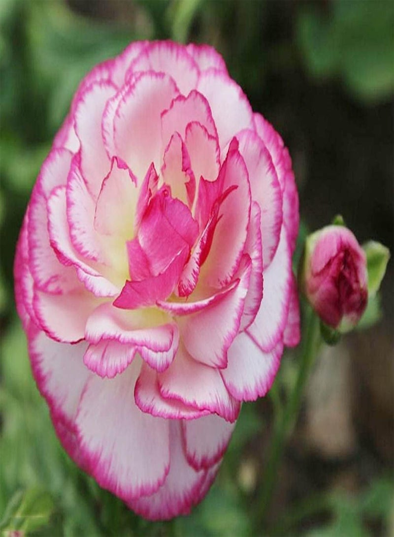 جي جوت 6 قطع من بذور زهرة الحوذان متعددة البتلات مع حدود وردية، زهرة الحوذان هي تنوع أساسي في البستنة، مجموعة واسعة من الاستخدامات، مناسبة لصنع الباقات - Image 2