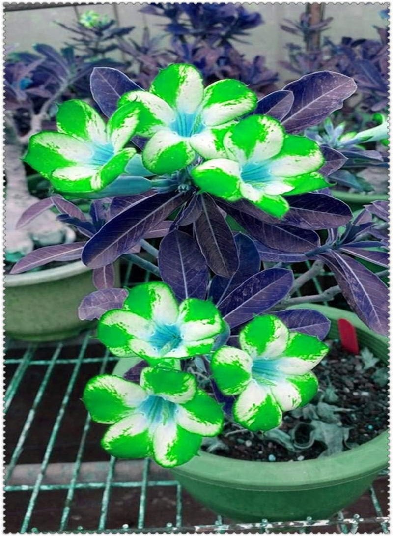 جي جوت بذور زهرة وردة الصحراء أدينيوم أوبيسوم الجديدة، قطعتان، للزراعة باللون الأزرق والأبيض - Image 4