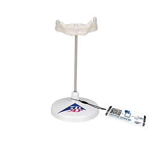 3B Scientific A71/9 Hyoid Bone on stand - 3B Smart Anatomy - Image 1