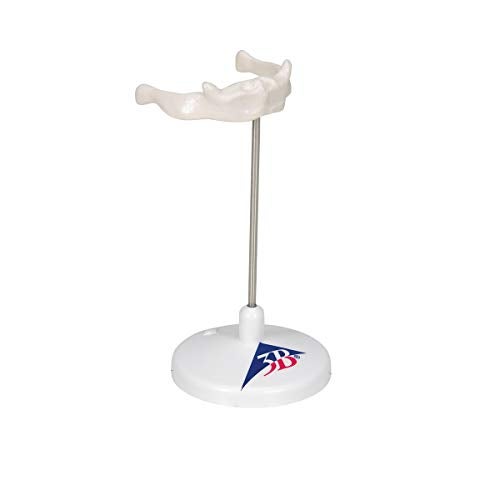 3B Scientific A71/9 Hyoid Bone on stand - 3B Smart Anatomy - Image 2
