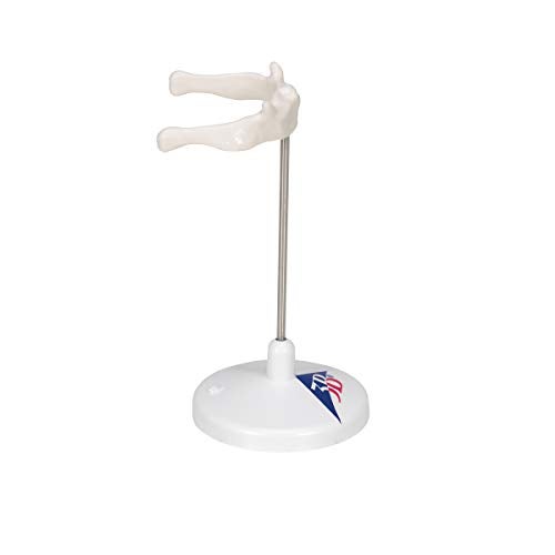 3B Scientific A71/9 Hyoid Bone on stand - 3B Smart Anatomy - Image 3